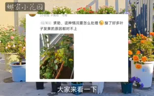 Tải video: 月季花黄叶的原因汇总和解决办法