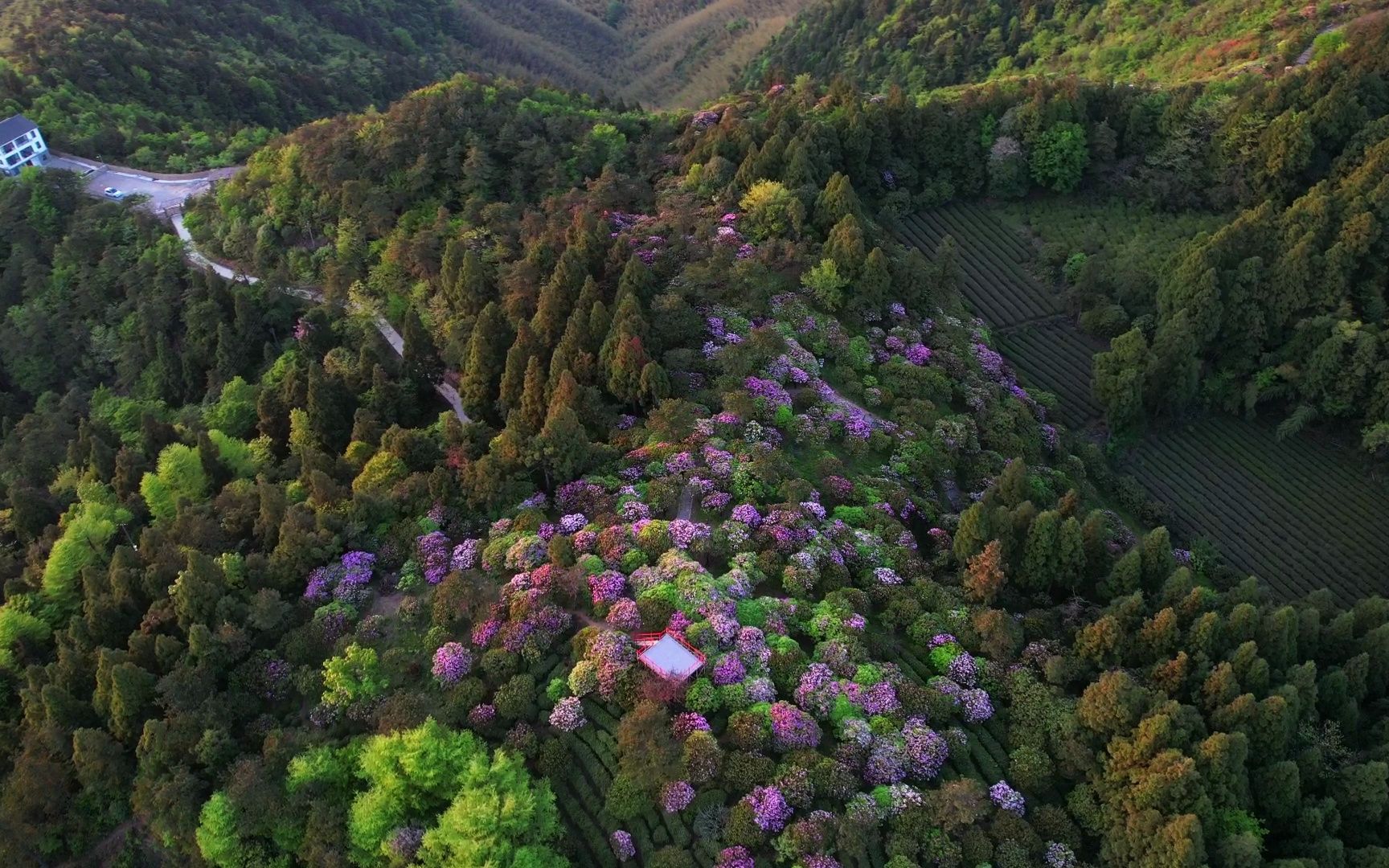 [图]华顶森林公园杜鹃花盛景