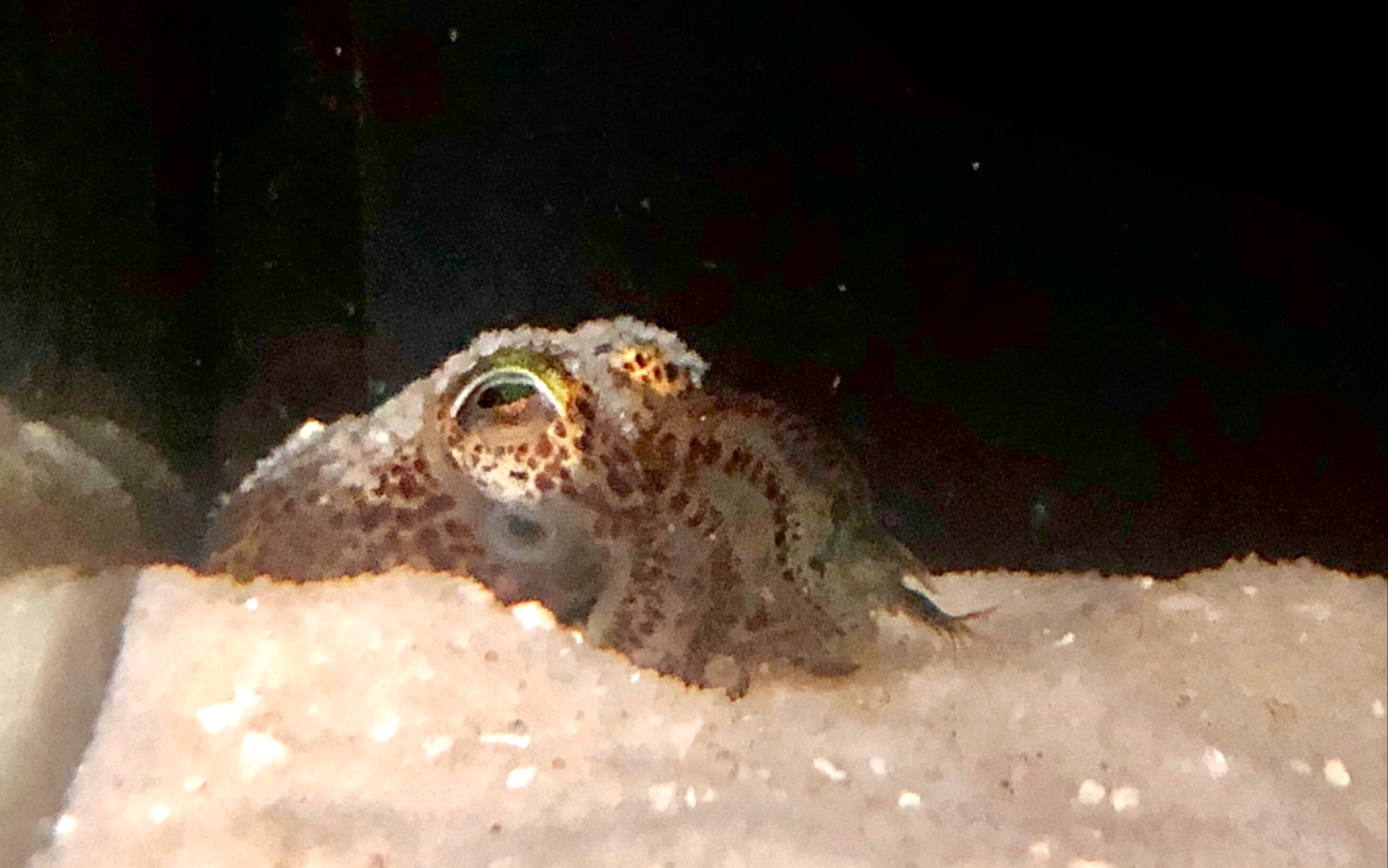 活动作品耳乌贼陪小萌萌走过的日子