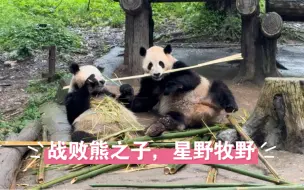 下载视频: 大熊猫草草草太后的小儿子星野牧野，非常珍贵的野外引种小熊，但爸爸却是战败熊