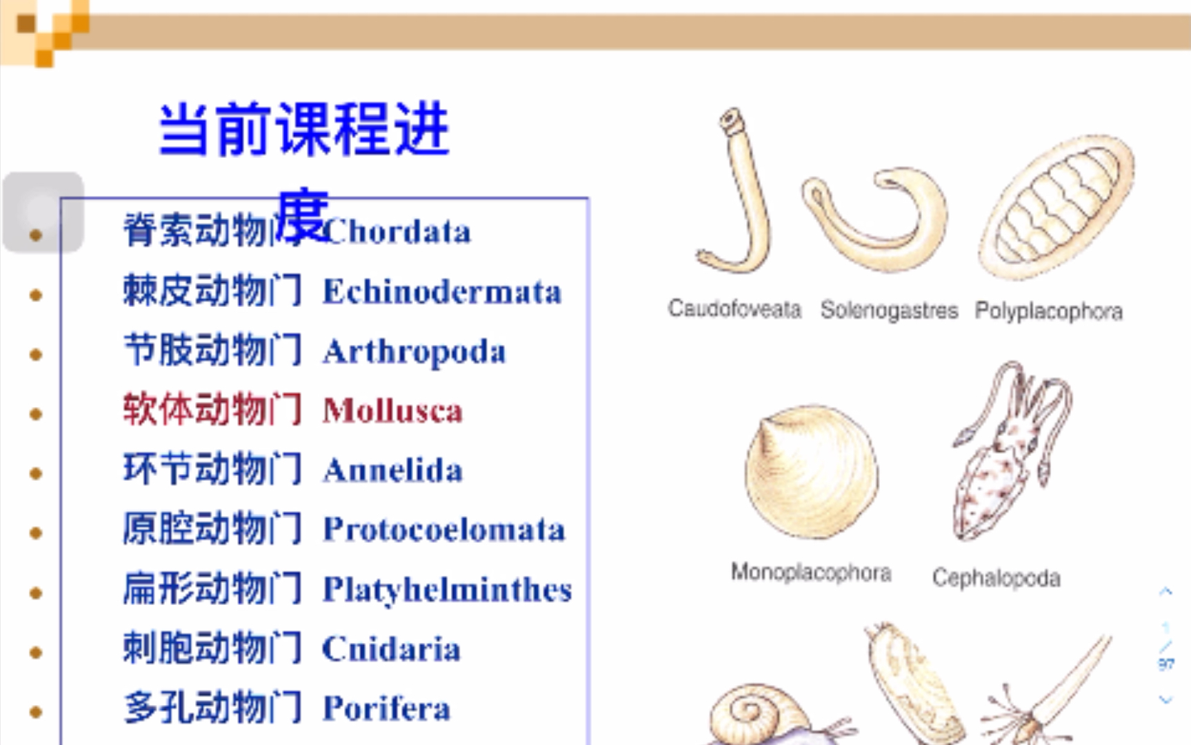 [图]《普通动物学》8软体动物门