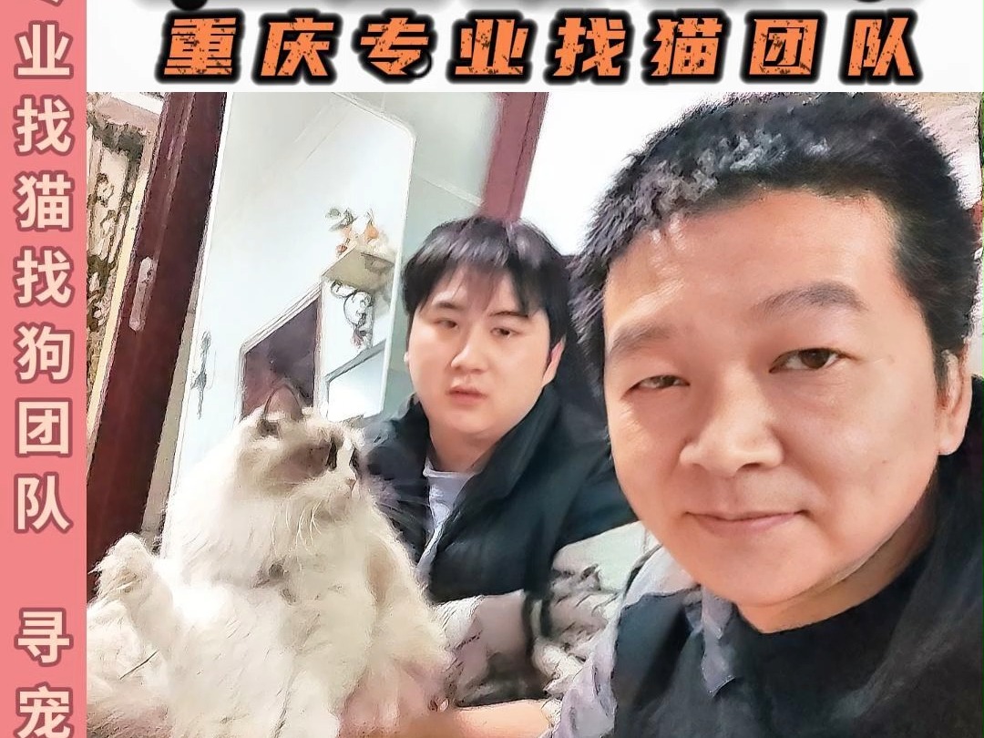 重庆找猫团队 九龙坡区成功找回猫咪哔哩哔哩bilibili