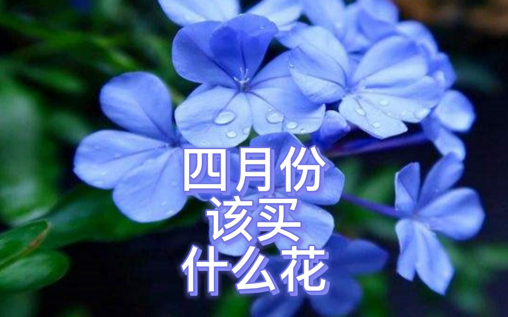 四月必买的八大花卉!夏季开花主力军!哔哩哔哩bilibili