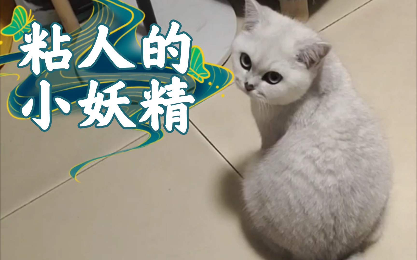是个粘人小妖精,没错!