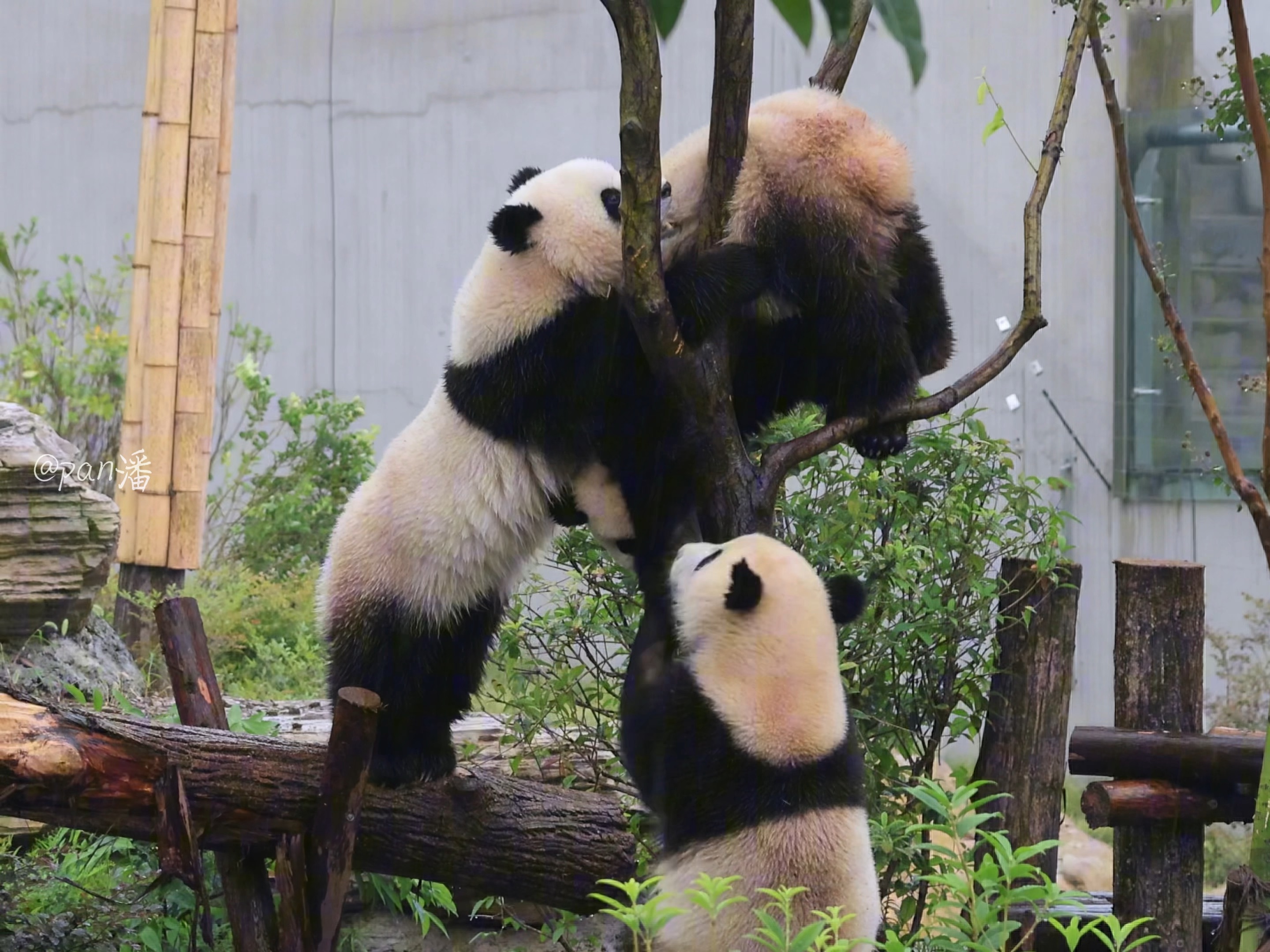 【大熊猫北辰家欣徵羽】9