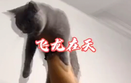 现身吧!猫猫兽!哔哩哔哩bilibili