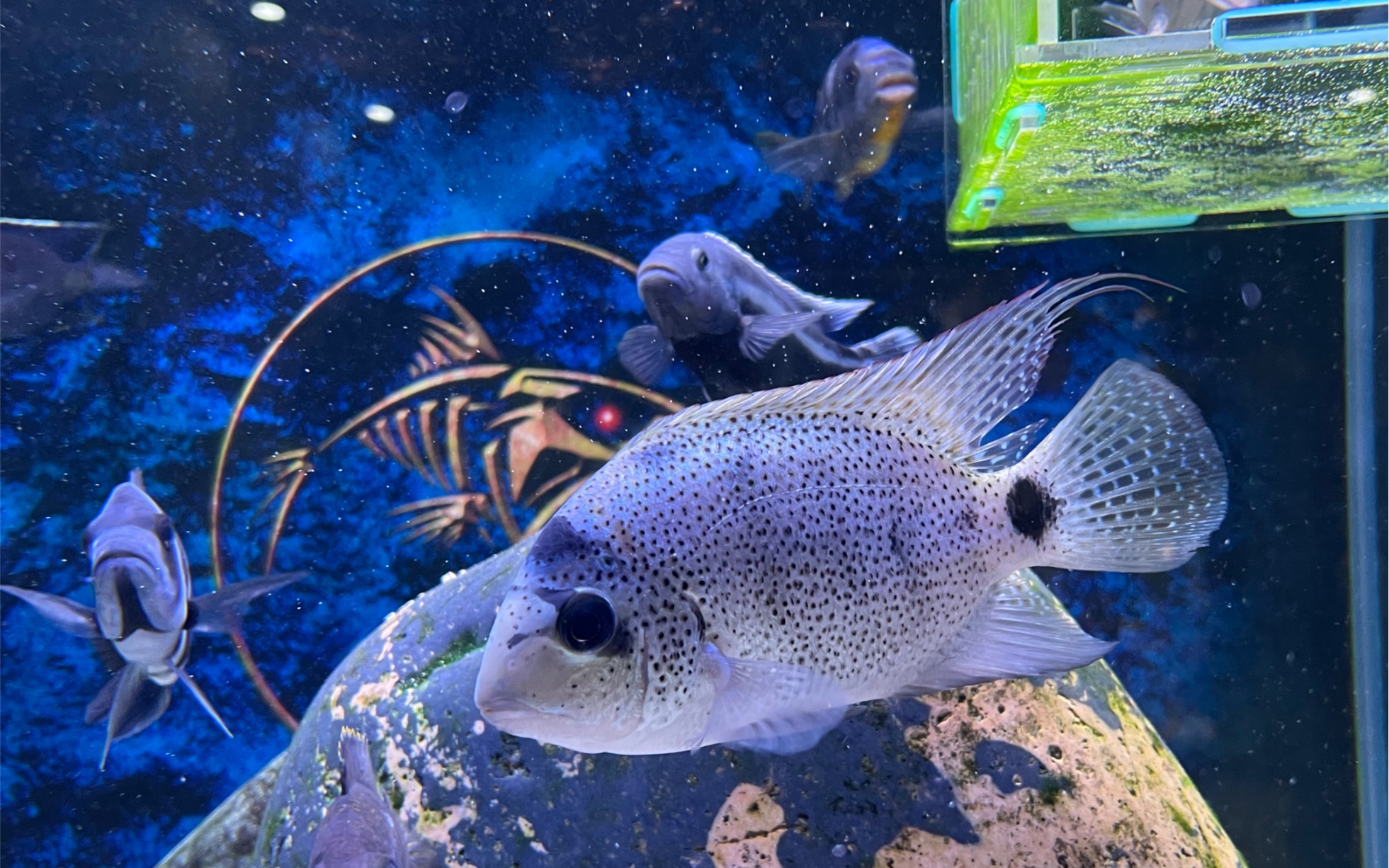 隔离恢复的美鲷 银翡翠今天正式入缸