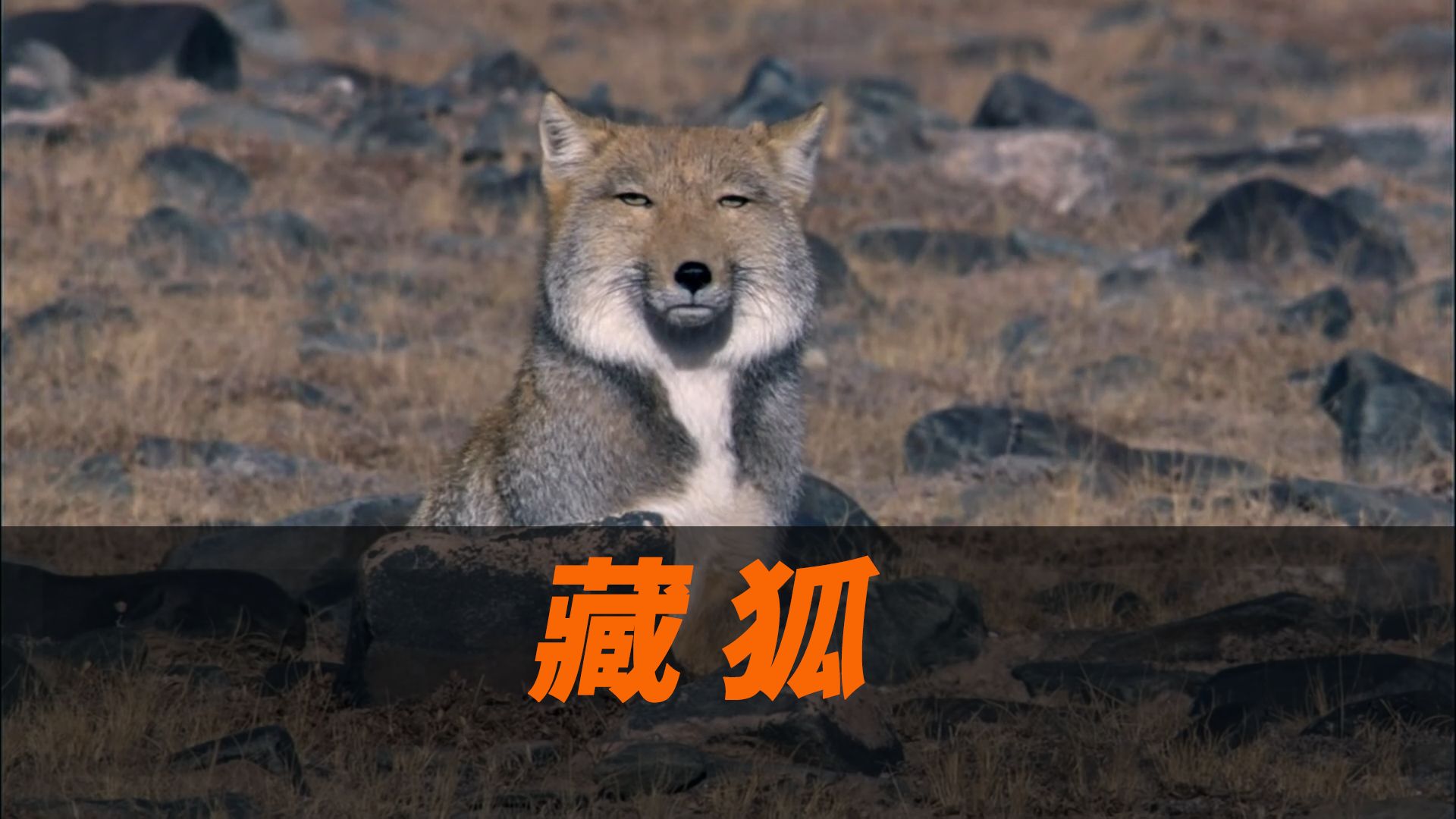 藏狐,不会翻脸的动物