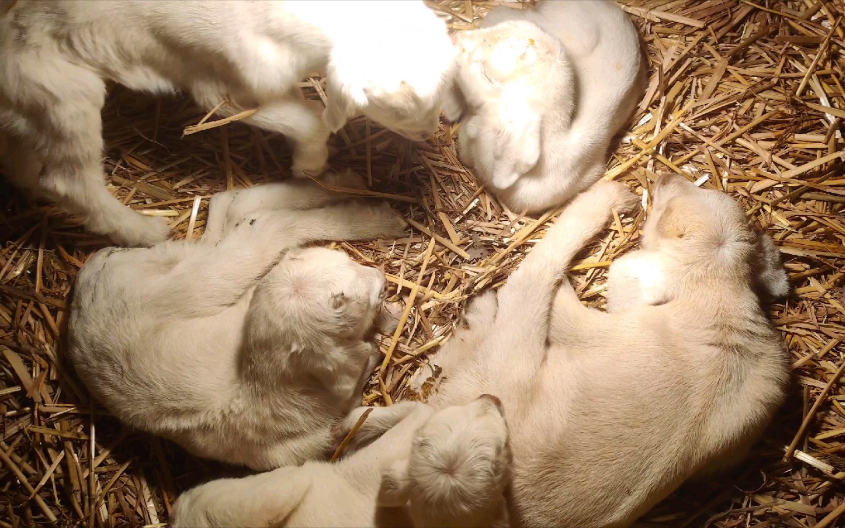 五只小羊,别的都在睡觉,一个乱跑,一个云吃奶!