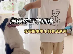 Download Video: 和狗玩拔河不要硬拽！