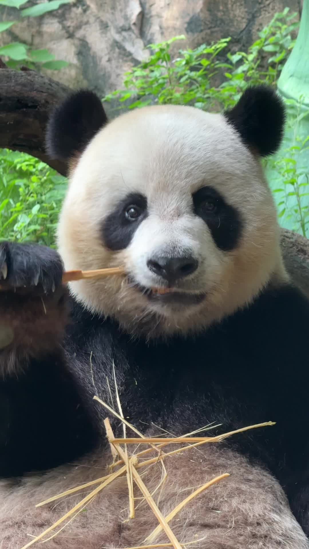 大熊猫帅帅搞笑日常图片