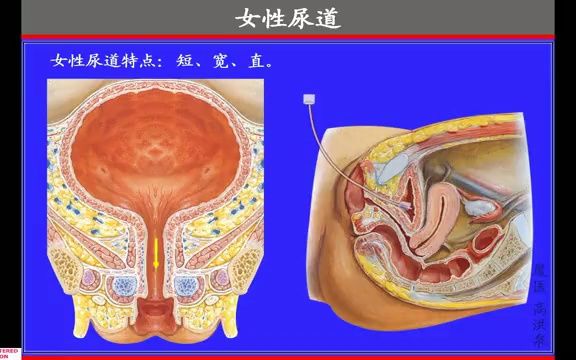 厦门医学院《人体解剖学》教学视频课174集66.尿道哔哩哔哩bilibili