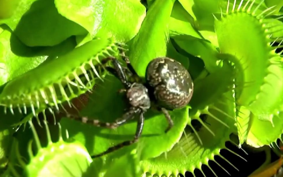 捕蝇草捕食各种动物的瞬间,胃口可真好啊!