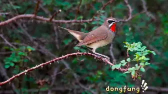 Descargar video: 红喉歌鸲过境，今年是大年，各大公园里都有它的倩影～