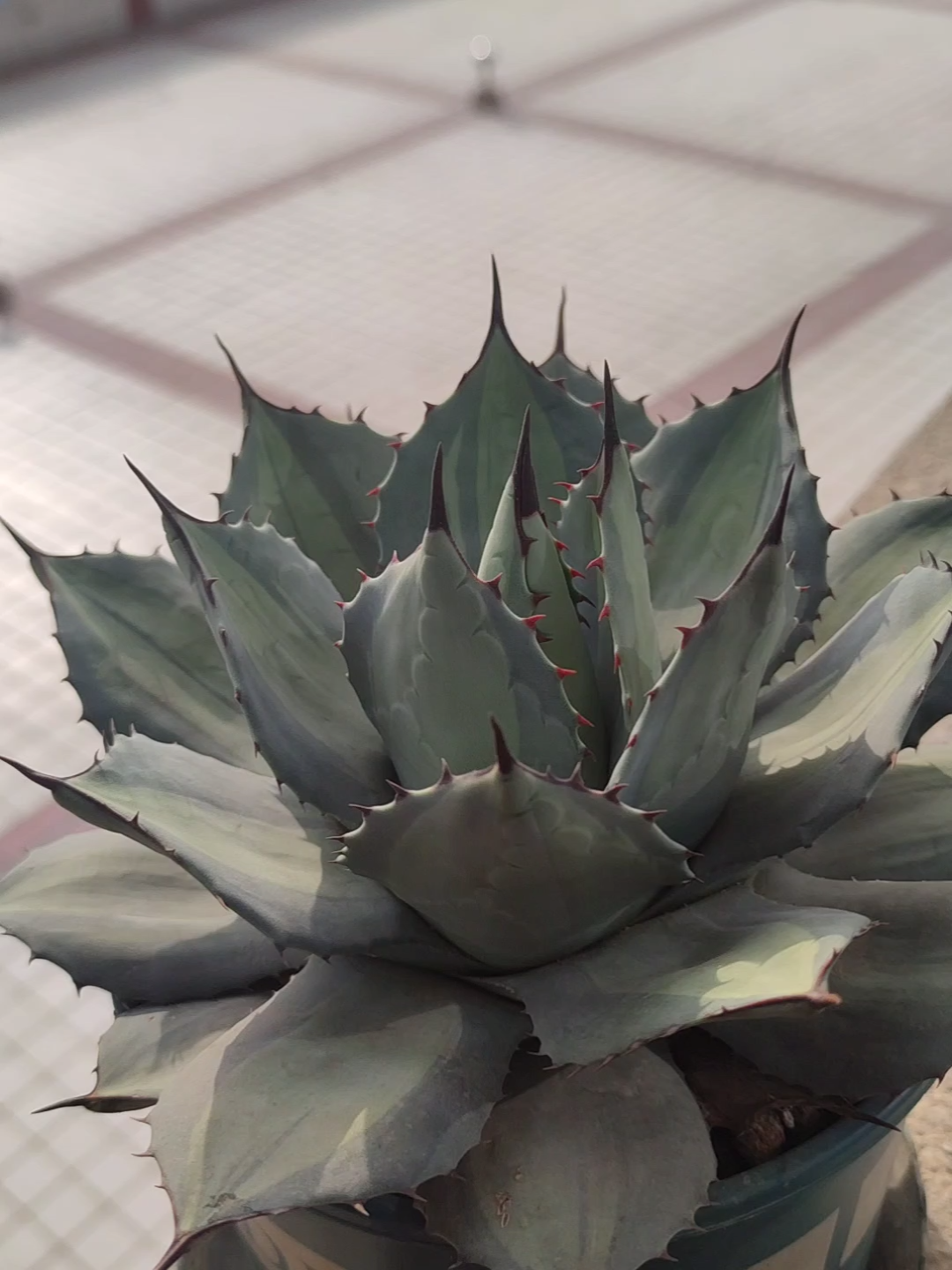 龙舌兰 虚空藏浅中斑