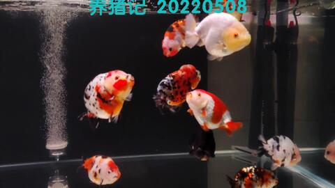 兰寿金鱼日常0514 过滤系统结构请关注最终动态 今天发个喂猪视频 更直观提现猪们的胃口状态 这个喂食量我每天有空的话就喂3至4次 泡发饲料和原粒饲料同时喂 哔哩哔哩 Bilibili