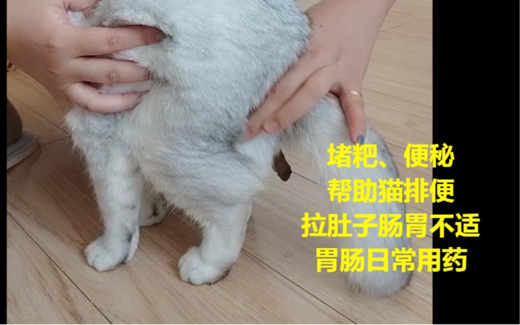 [图]【捡猫丨救助】治病篇：猫堵粑了？便秘？拉肚子？猫咪肛肠科丨胃肠问题丨十二年老猫奴对于宠物胃肠及排便问题的经验说丨治疗分享丨铲屎官收藏备用