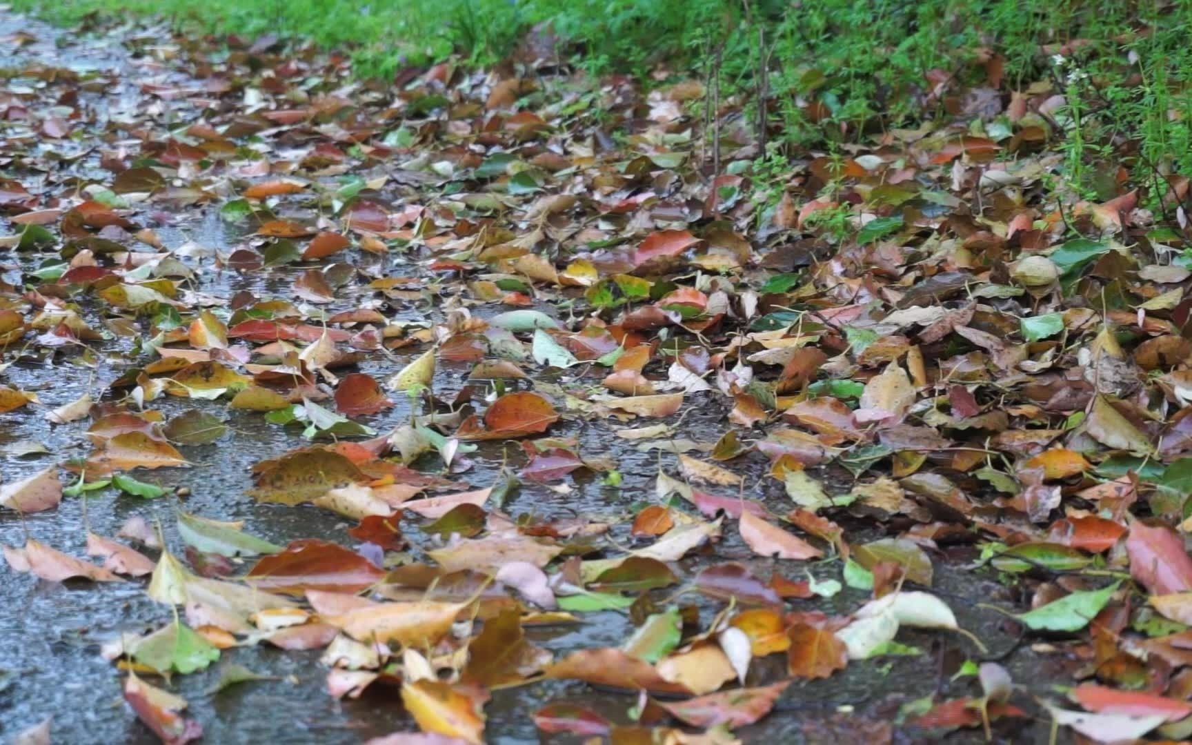 [图]【白噪音】雨滴在落葉上的聲音 快速入眠 放鬆的音樂 冬青樹下雨聲 舒緩 讀書/ RainSounds for Relaxing or Deep Sleep