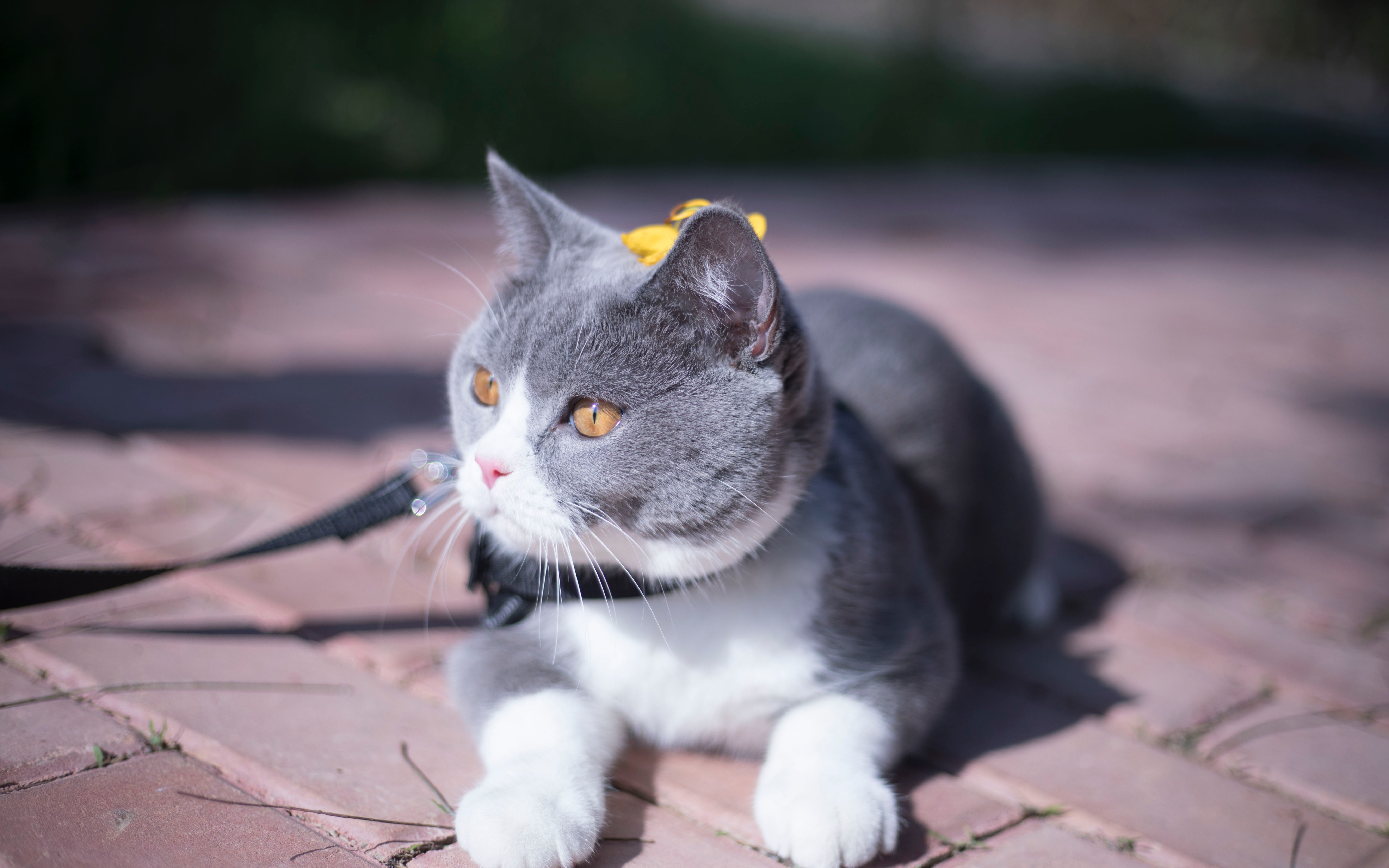 蓝白英短的日常外出写真---稀罕喵馆