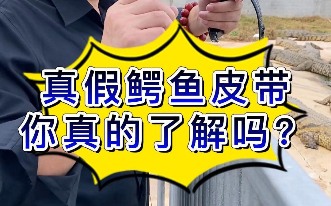 真假鳄鱼皮带,你真的了解吗?哔哩哔哩bilibili