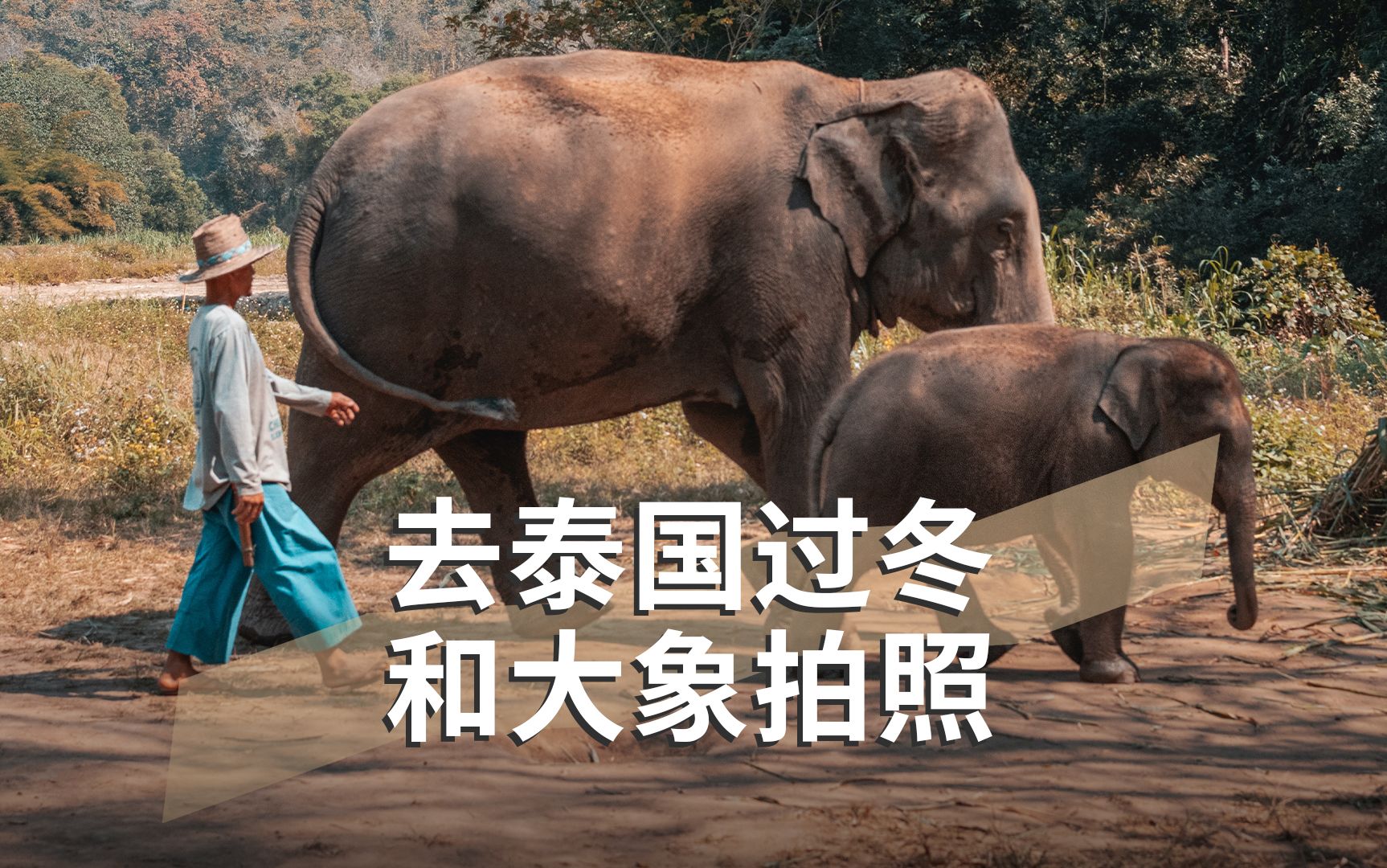 活动招募|泰国永久免签,反向过冬好去处!