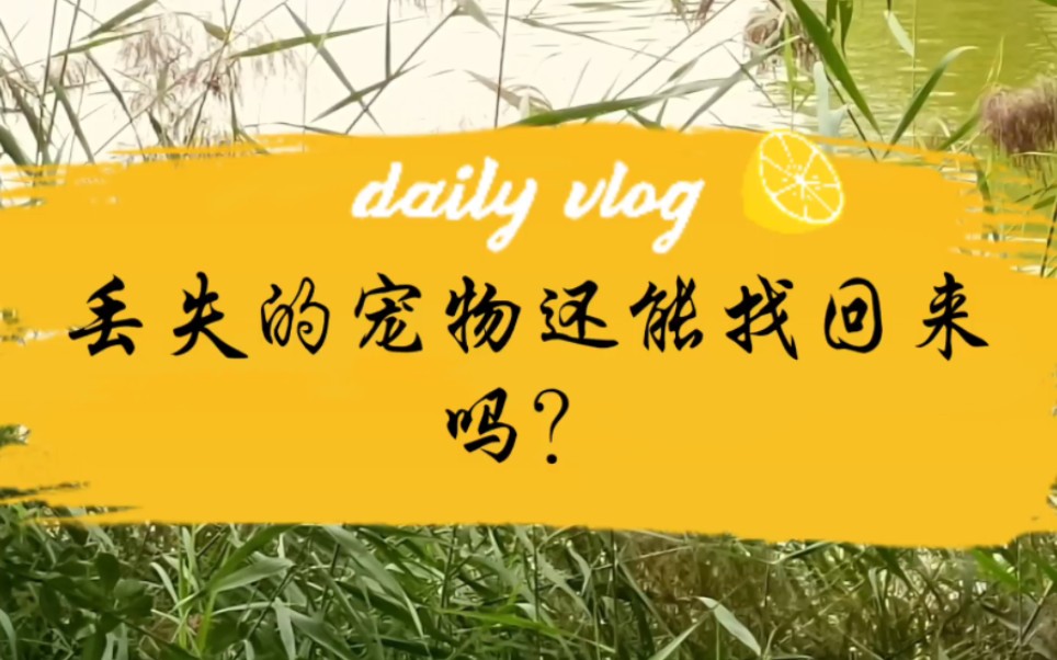 丢失的宠物还能找回来吗?哔哩哔哩bilibili