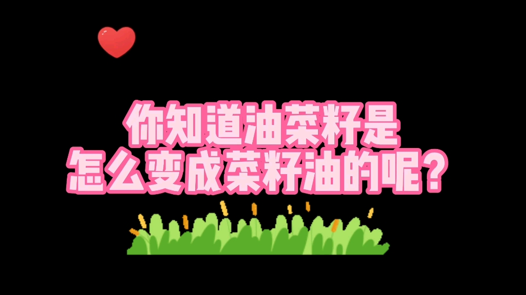 菜籽油的由来哔哩哔哩bilibili