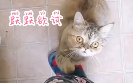 跃 欲 试哔哩哔哩bilibili