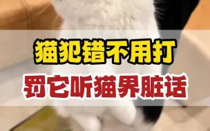 Download Video: 如何不打猫，也能让它知道你很生气