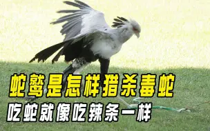 平头哥专吃毒蛇？其实它才是眼镜蛇的克星，看蛇鹫怎样猎杀毒蛇？