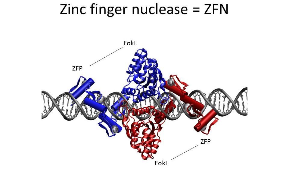 第一代基因编辑工具——锌指蛋白核酸酶(ZFN)哔哩哔哩bilibili