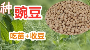 水培芽苗菜豌豆苗 第二茬长的依然不错哦 哔哩哔哩 つロ干杯 Bilibili