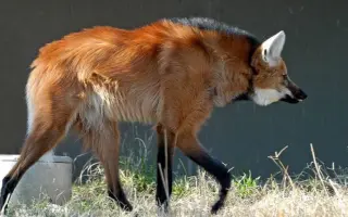 虎 猫科动物 狼 犬科动物 哔哩哔哩 Bilibili