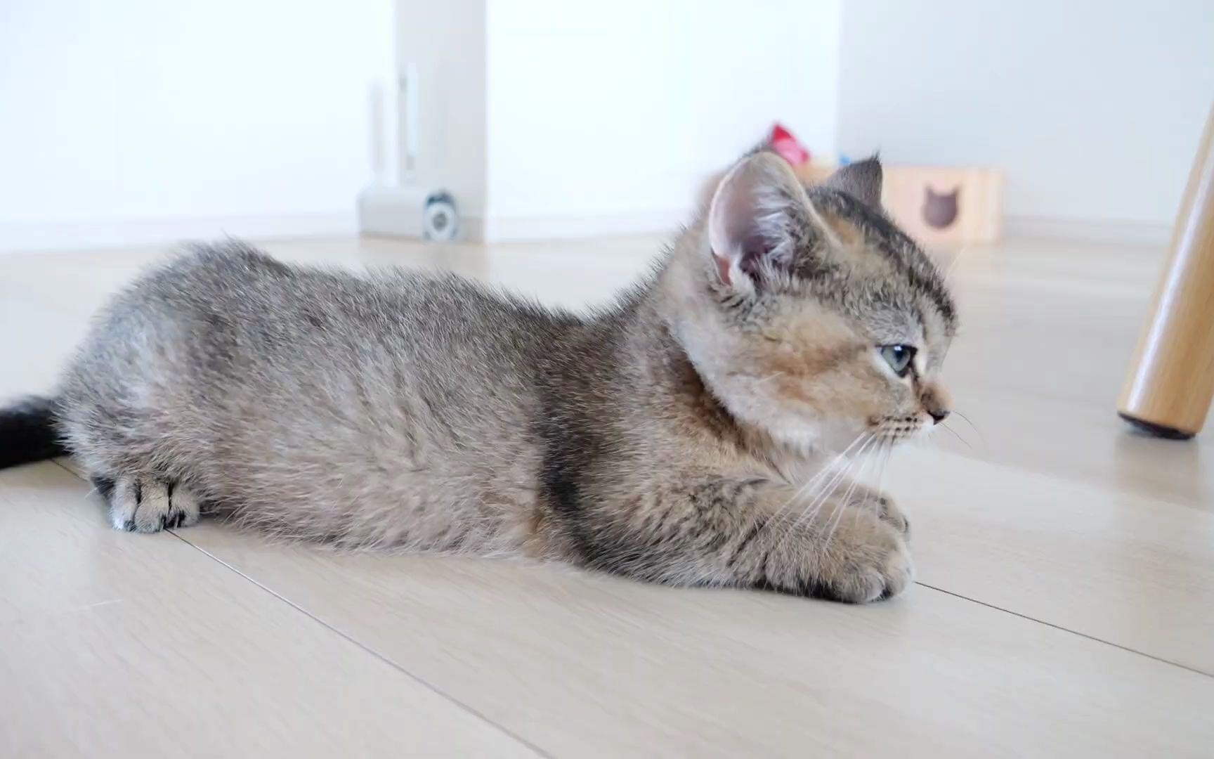 【小奶猫成长记】小猫琪琪的生活可真是悠哉悠哉