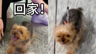 6天没见妈妈的小狗去机场接妈妈回家