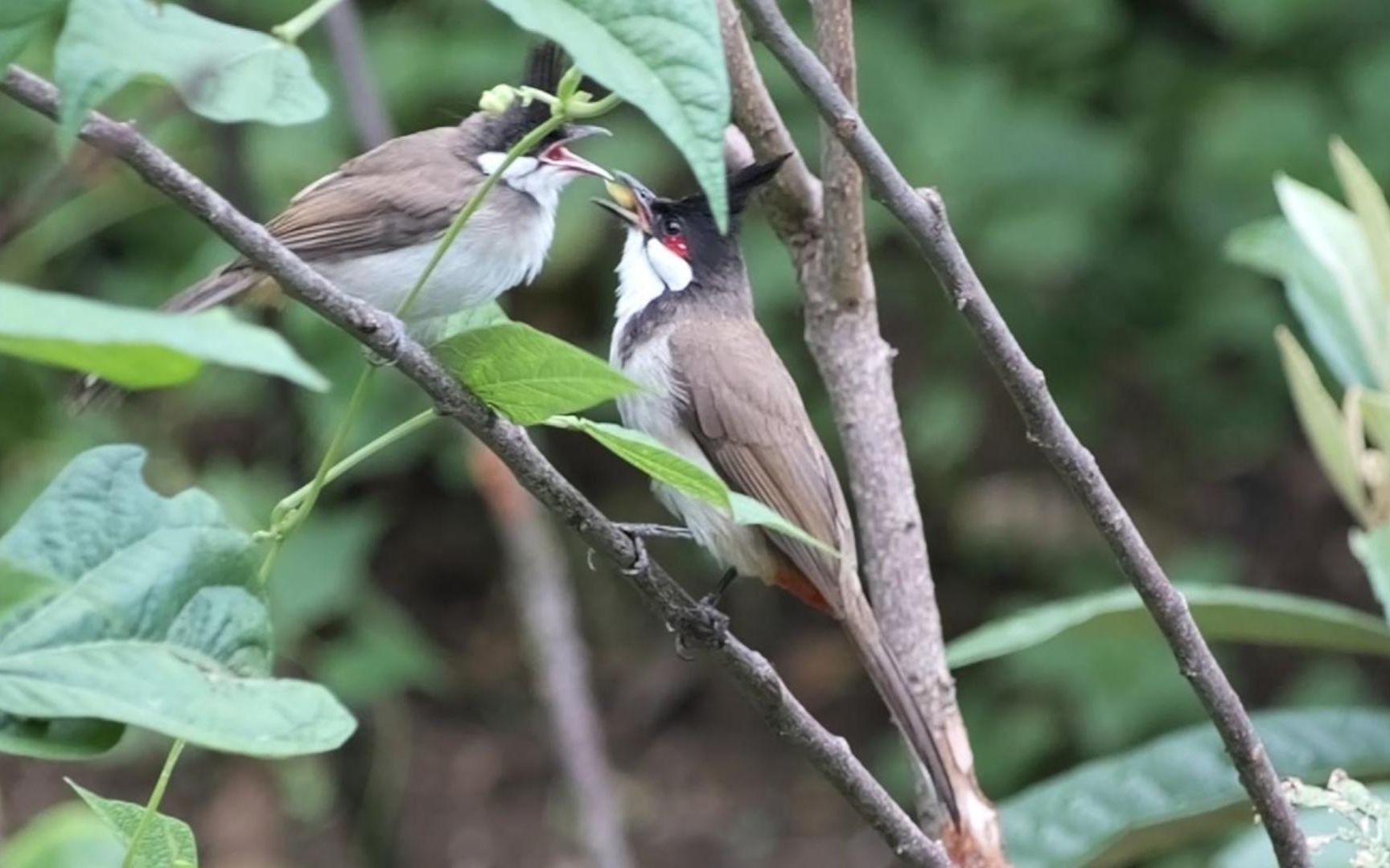 m2穷玩长焦(四)转接美能达镜头使用1080p慢动作拍摄超萌的红耳鹎幼鸟