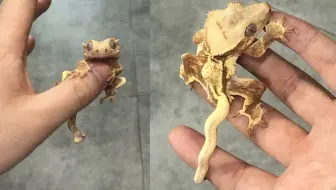 养了1年的畸形守宫睫坚强，长得像压缩文件