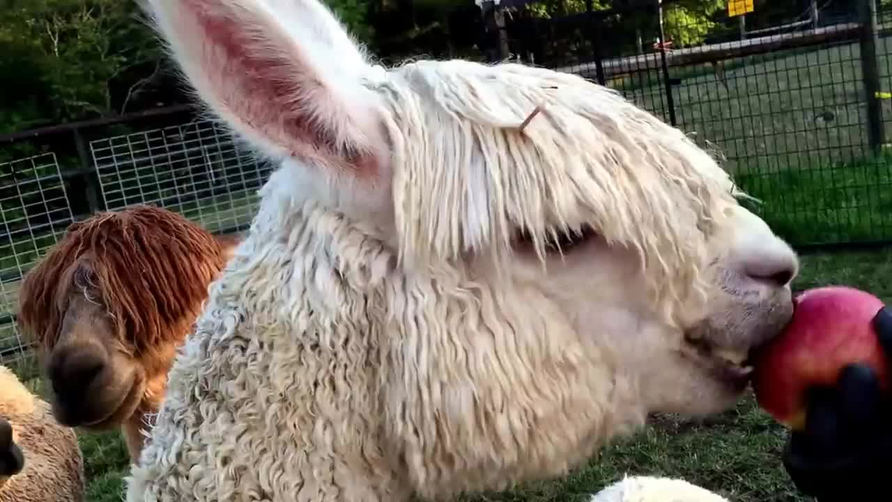 吃苹果的苏利羊驼