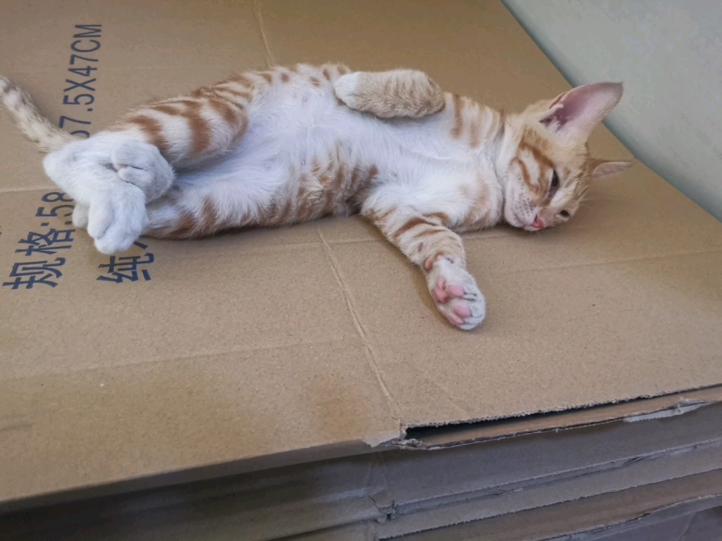 猫猫睡觉,惬意舒适