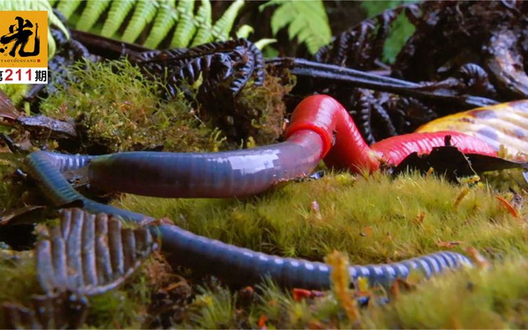 被这罕见的一幕惊呆了正交配的70cm蓝蚯蚓竟被红水蛭强行吞下