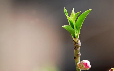 [图]【课文朗读】《一棵小桃树/贾平凹》-部编人教版七年级语文下册（初一）-YW07B-109-KWLD