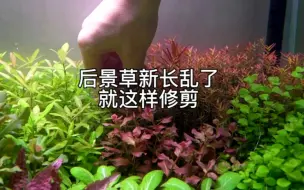 Download Video: 后景草新长乱了就这样修剪