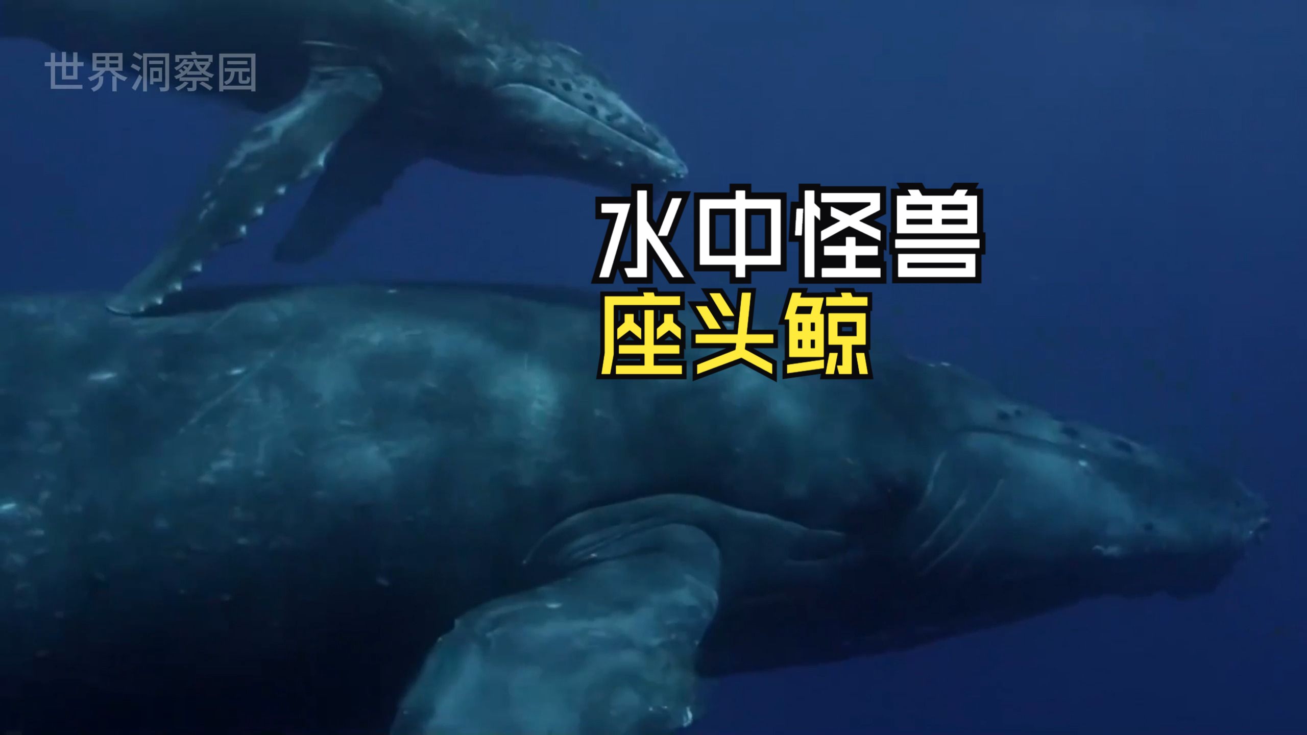 海中重量级好声音,当属座头鲸