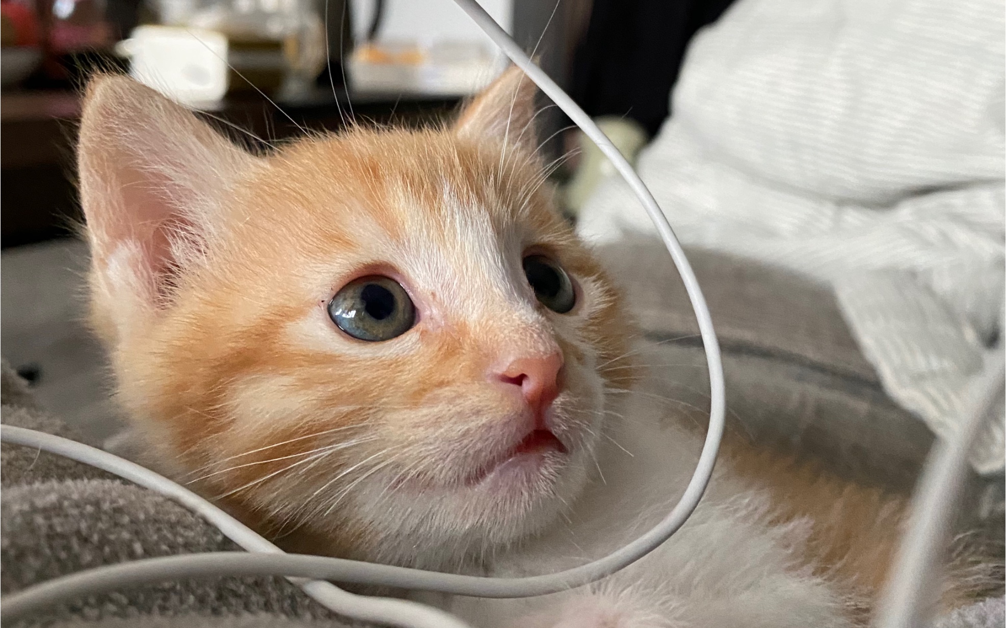 痴痴呆呆小奶喵