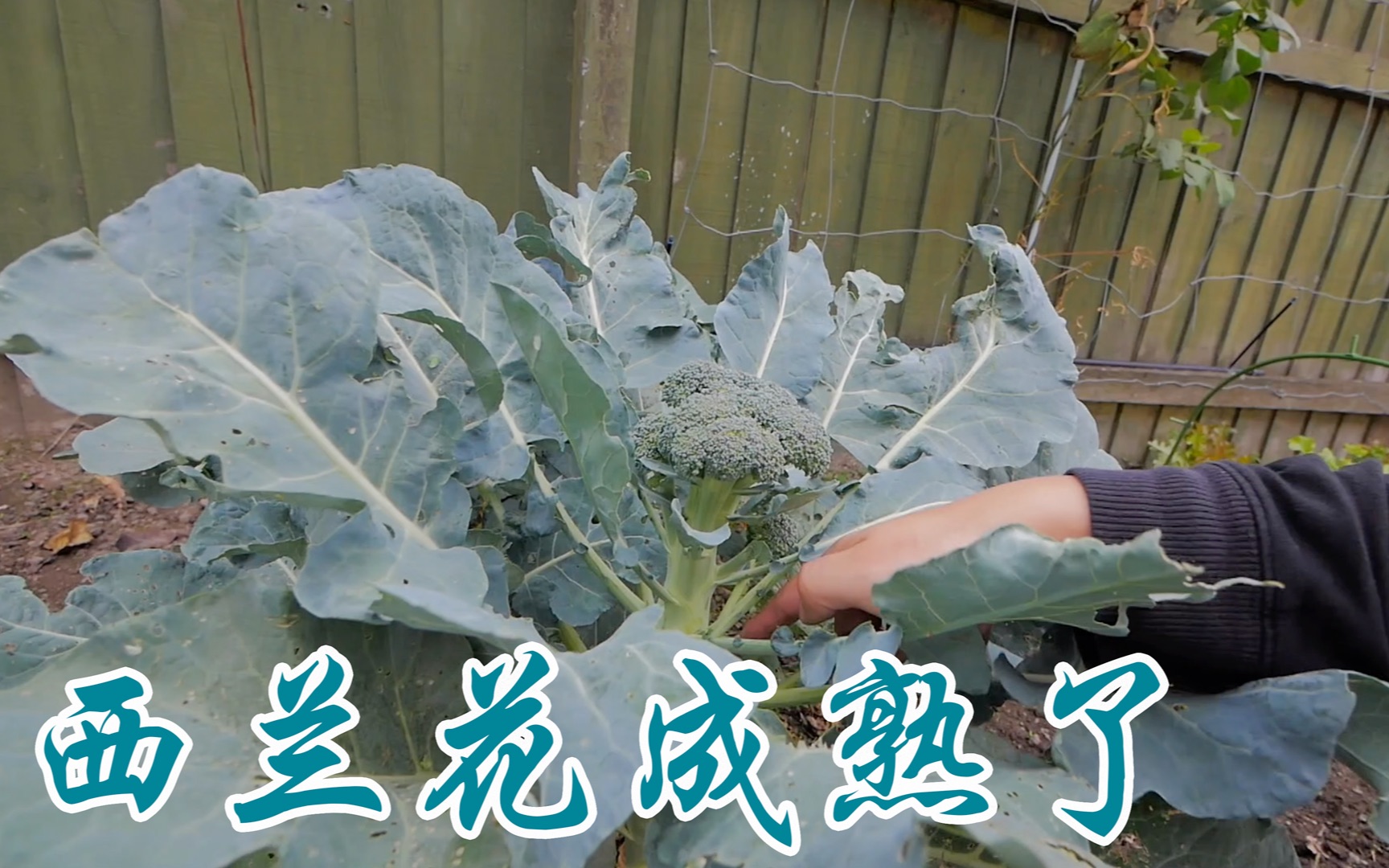 我们的西兰花成熟了(新西兰 Harold Vlog 449)哔哩哔哩bilibili