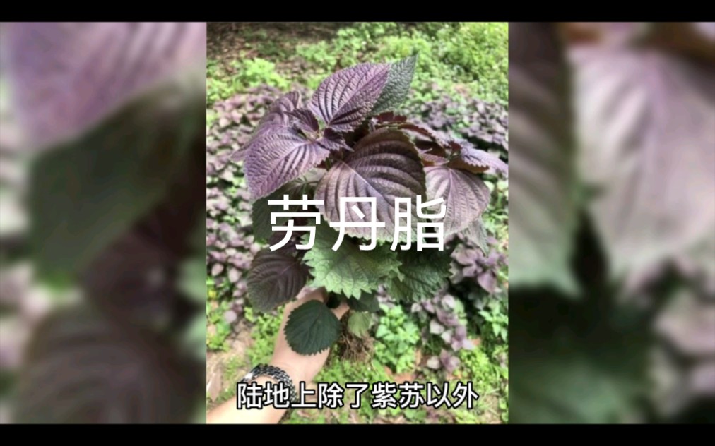 劳丹脂(赖百当)哔哩哔哩bilibili