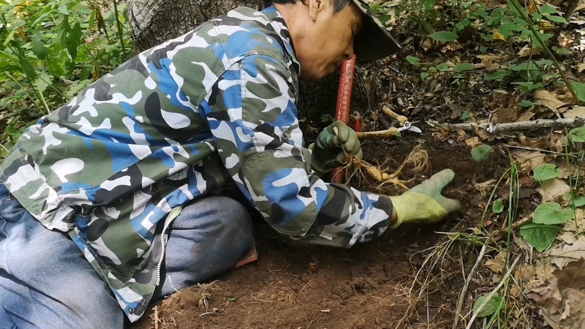 [图]把头赶山意外发现老山参，网友：你这人参挖的太快了