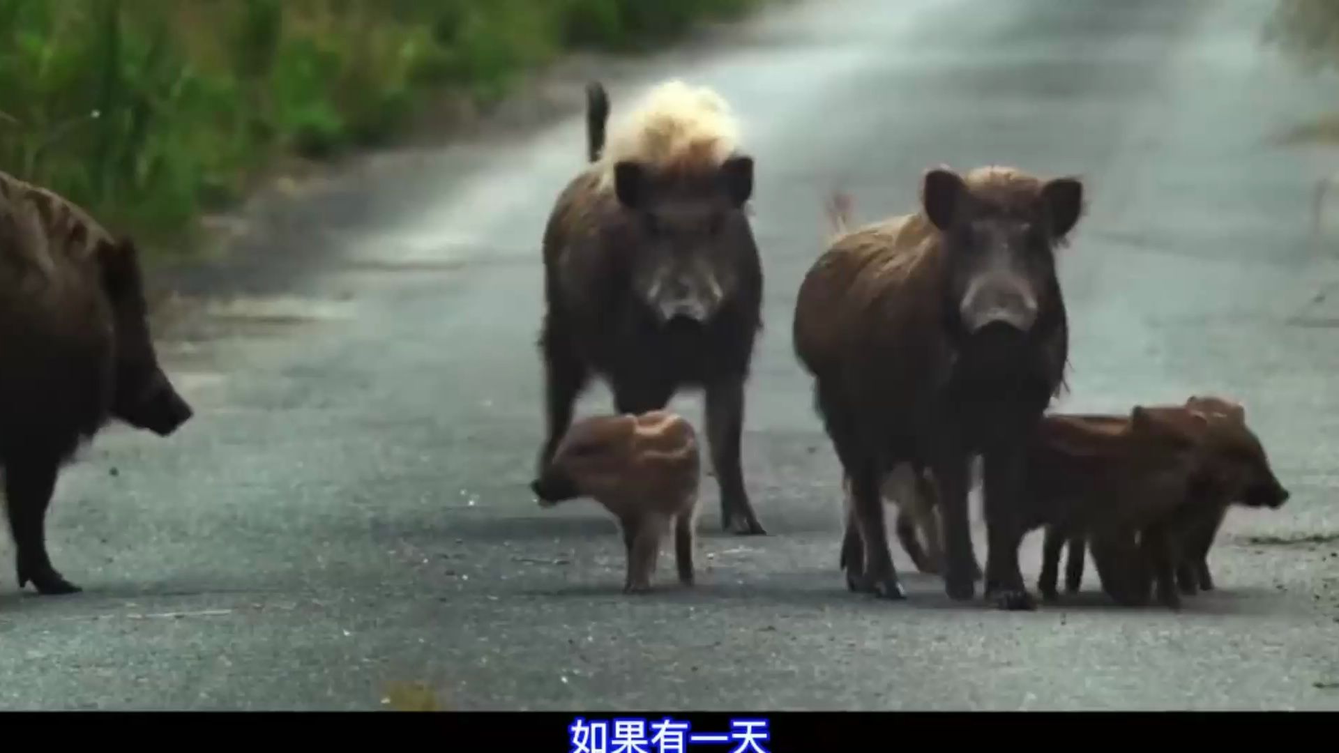 日本野猪泛滥成灾图片