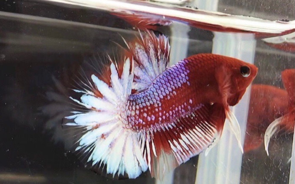 印尼红肉斗鱼