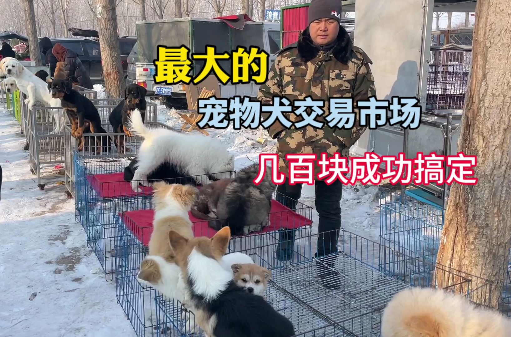 最大的宠物犬交易市场,几百块成功搞定,捡漏无处不在哔哩哔哩bilibili